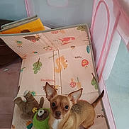 Pejia joined the competition — help win amazing prizes! dog, small_dog, chihuahua, pet, playpen, toy, plush_toy, indoor, floor_mat, colorful, pink, ears, looking_up, animal, cute, companion, pet_toy, home, pet_care, play_area