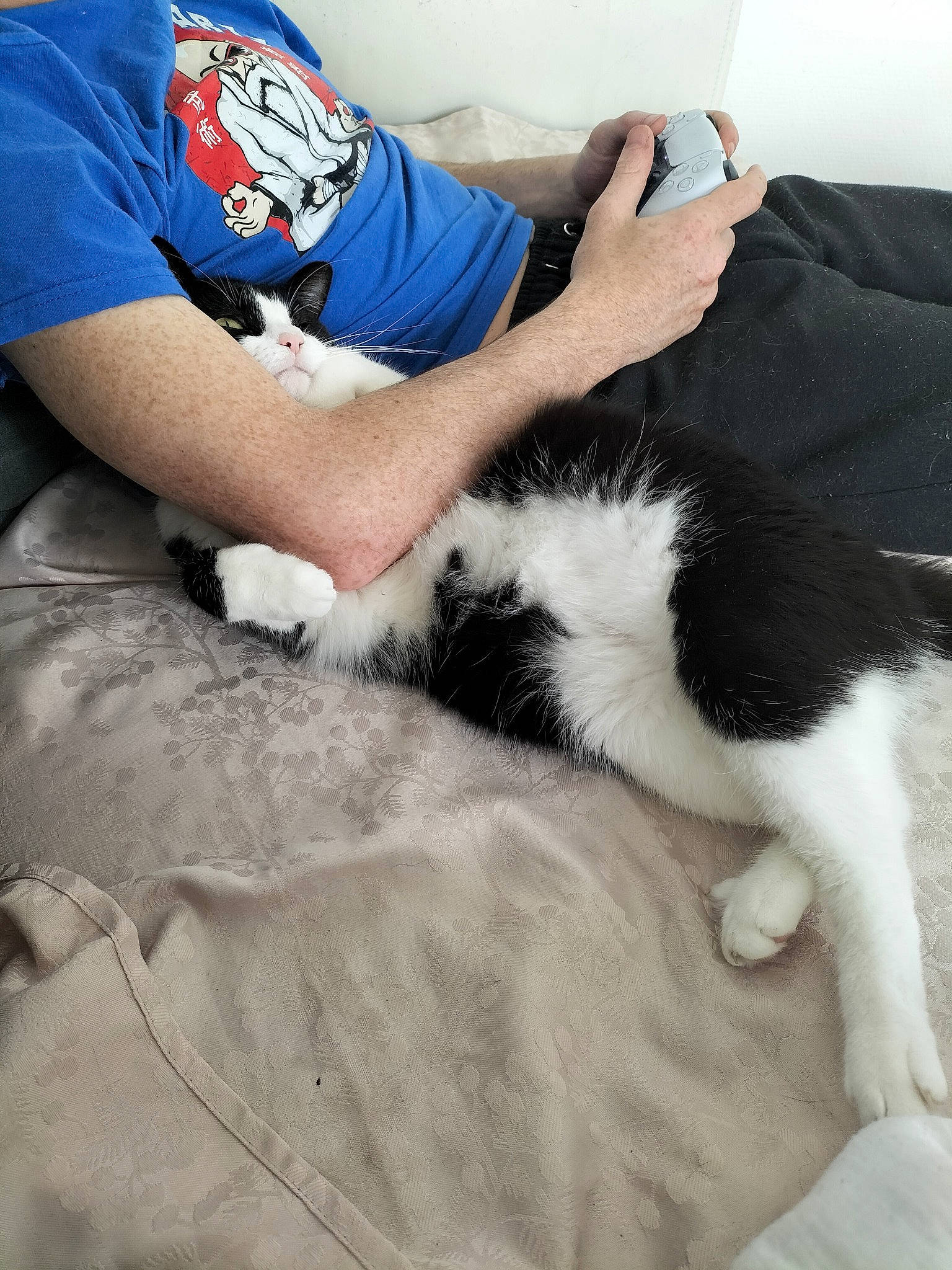 Poka participe au concours pour gagner de l'argent avec cette photo : carnivore, cat, comfort, companion_dog, dog_breed, domestic_short_haired_cat, elbow, felidae, fur, human_leg, knee, lap, leg, linens, small_to_medium_sized_cats, sportswear, t_shirt, thigh, whiskers, wrist