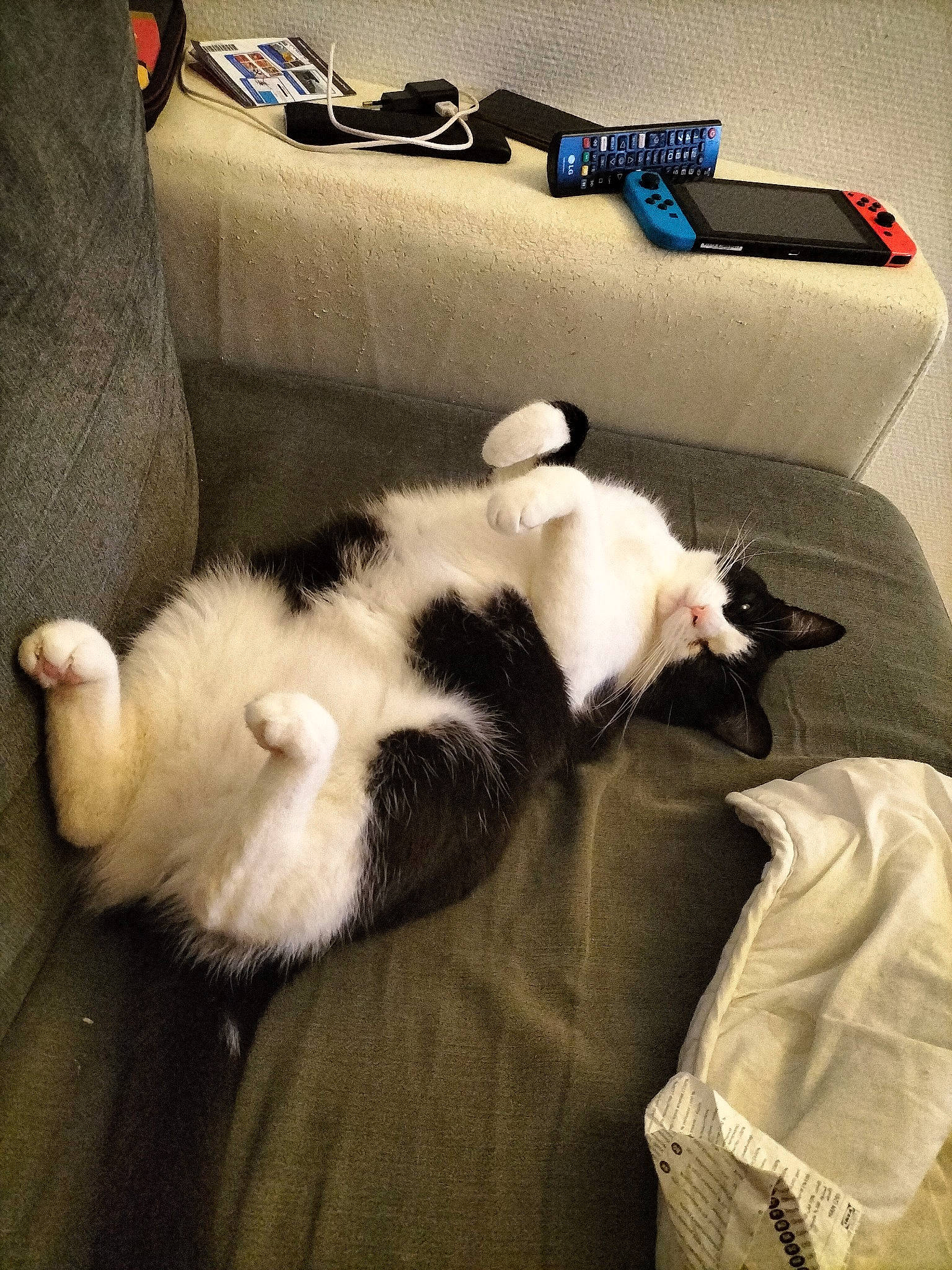 Poka a rejoint le concours — aidez-le/la à gagner de superbes lots ! bed, bedding, carnivore, cat, comfort, companion_dog, couch, dog_breed, domestic_short_haired_cat, felidae, fur, linens, nap, paw, pillow, room, small_to_medium_sized_cats, tail, whiskers, wood