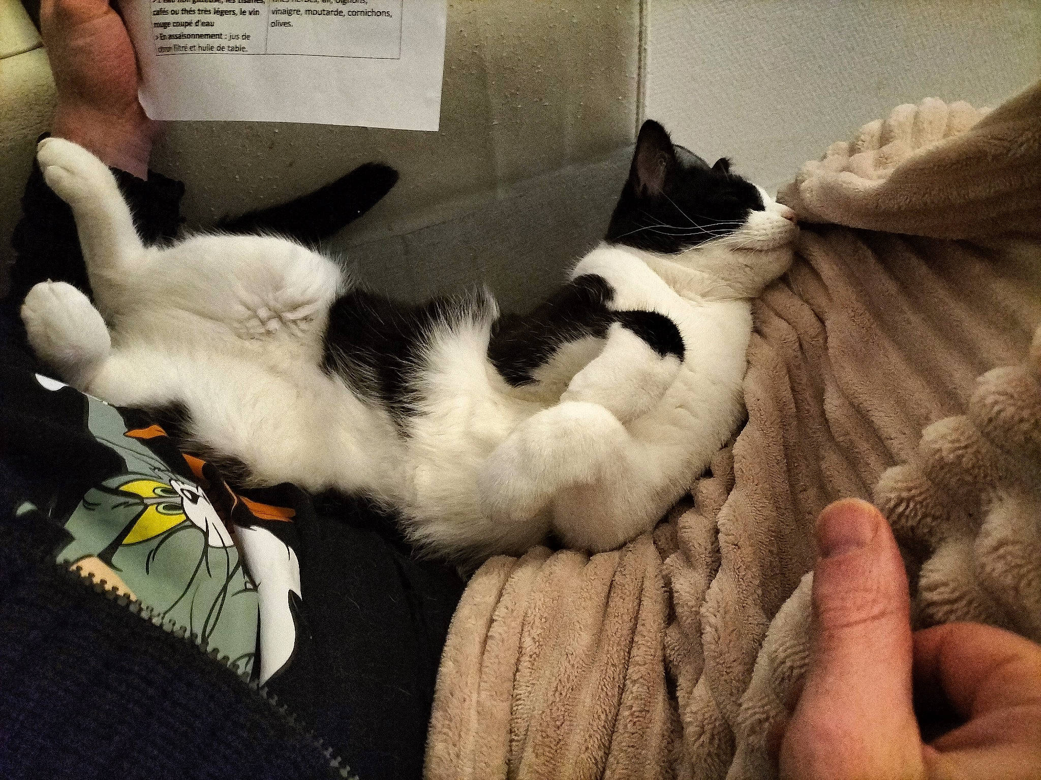 Poka participe au concours pour gagner de l'argent avec cette photo : canidae, carnivore, cat, claw, comfort, companion_dog, dog_breed, domestic_short_haired_cat, felidae, fur, lap, linens, mammal, monochrome_photography, nap, paw, small_to_medium_sized_cats, tail, whiskers, white