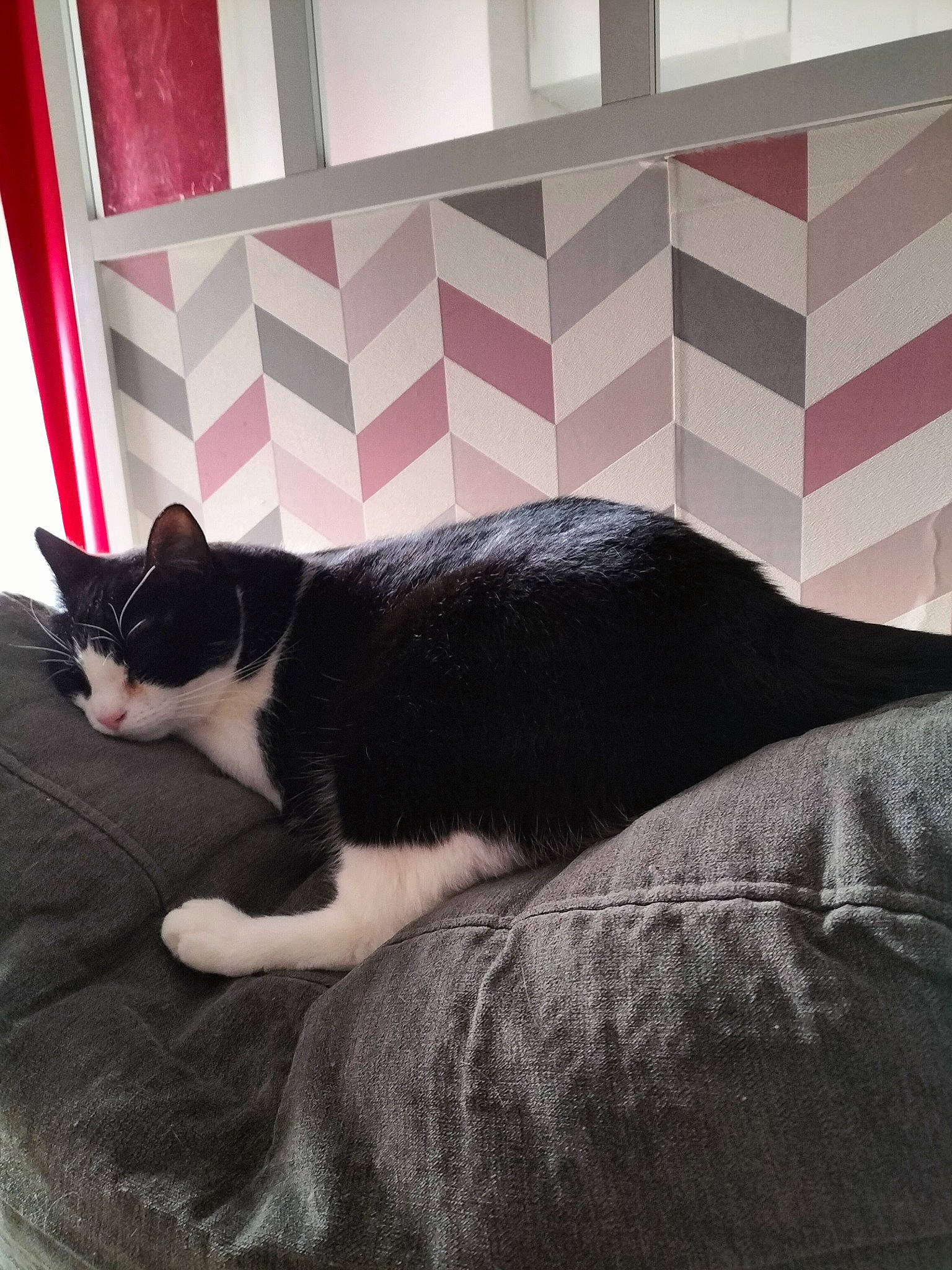 Poka participe au concours pour gagner de l'argent avec cette photo : carnivore, cat, comfort, domestic_short_haired_cat, felidae, floor, flooring, fur, grey, linens, monochrome_photography, rectangle, room, small_to_medium_sized_cats, snout, tail, textile, tints_and_shades, whiskers, wood