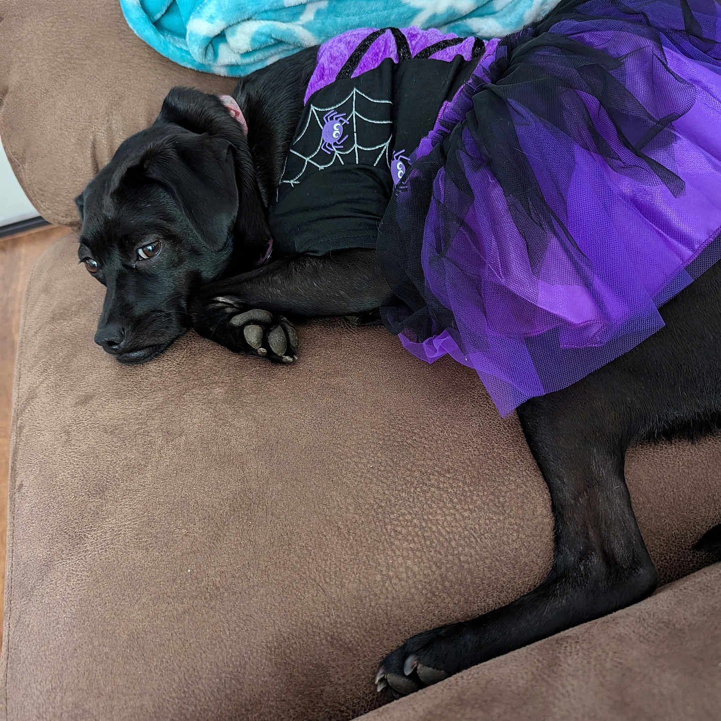 Nala is registered to the contest to win money with this photo: animal, blanket, bulldog, canine, chair, clothing, couch, cushion, dog, dress, furniture, homedecor, hound, labradorretriever, linen, pet, pug, puppy, purple, velvet