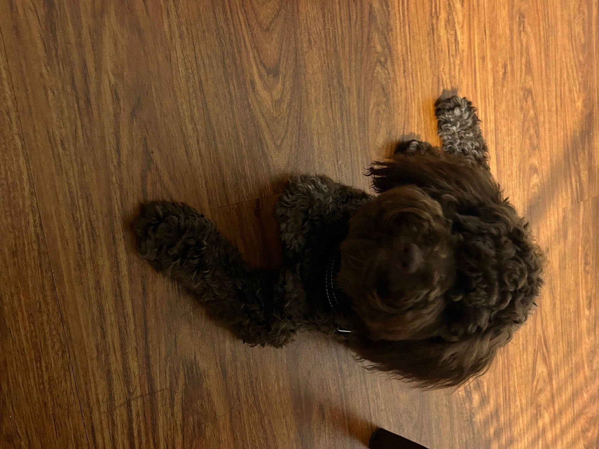 Max D Gordon is registered to the contest to win money with this photo: art, dog_breed, flooring, fur, hardwood, knot, liver, natural_material, plank, plywood, snout, sporting_group, tail, trunk, varnish, wood, wood_flooring, wood_stain