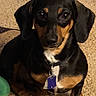 dog, dachshund, pet, indoor, carpet, toy, brown, black, small_dog, animal, cute, sitting, collar, tag, ears, paw, floor, looking, domestic_animal, companion
