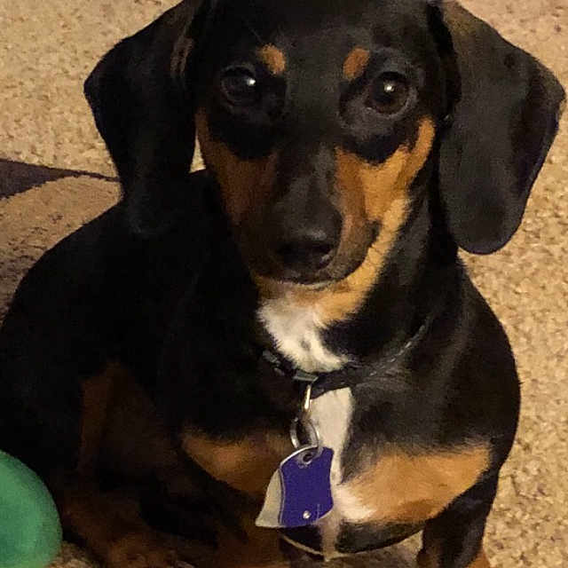 Nugget is registered to the contest to win money with this photo: dog, dachshund, pet, indoor, carpet, toy, brown, black, small_dog, animal, cute, sitting, collar, tag, ears, paw, floor, looking, domestic_animal, companion