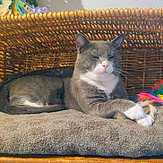 Meow Meow is registered to the contest to win money with this photo: basket, blanket, cat, closeup, cozy, cushion, feather_toy, feline, grey_fur, indoor, nap, paw, pet, pink_nose, portrait, relaxed, toy, whiskers, white_paws, wicker