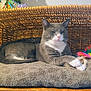 basket, blanket, cat, closeup, cozy, cushion, feather_toy, feline, grey_fur, indoor, nap, paw, pet, pink_nose, portrait, relaxed, toy, whiskers, white_paws, wicker
