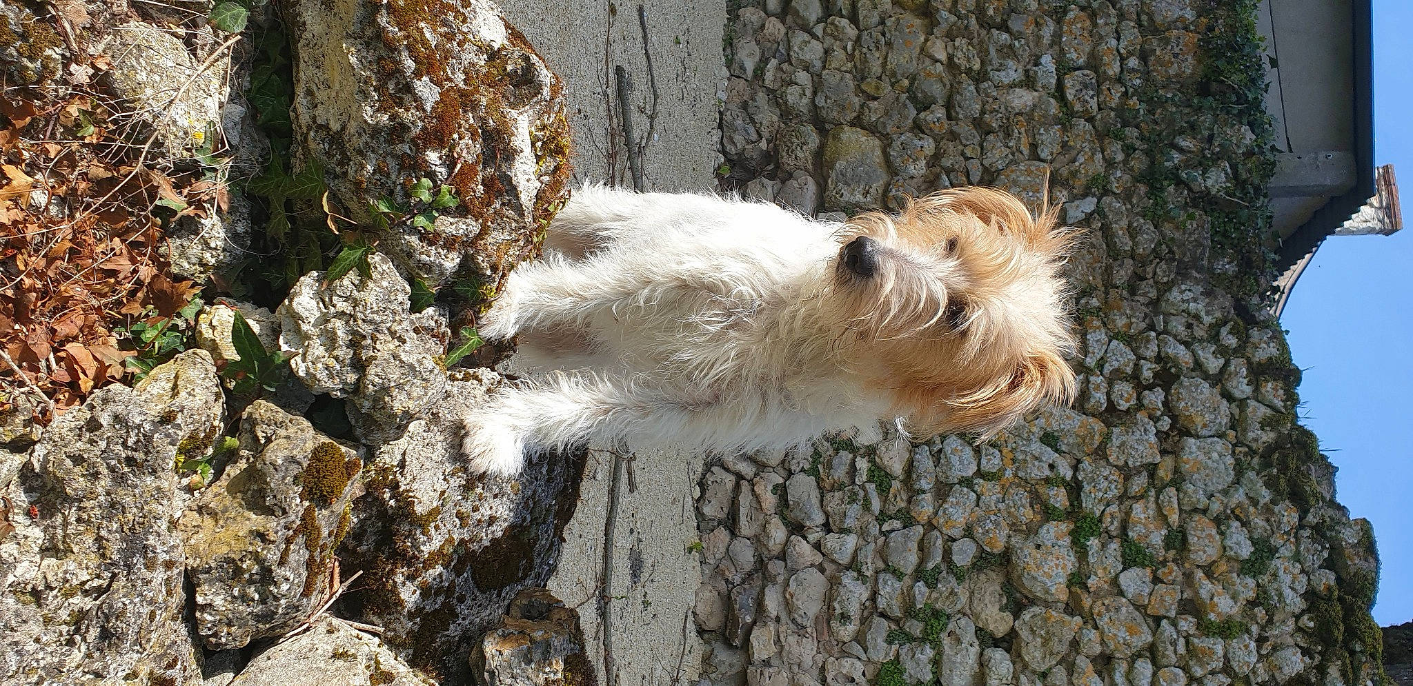 Looky a rejoint le concours — aidez-le/la à gagner de superbes lots ! bedrock, canidae, carnivore, companion_dog, dog, dog_breed, fawn, fur, plant, rock, sapsali, small_terrier, snout, sporting_group, tail, terrestrial_animal, terrier, toy_dog, wood, working_terrier