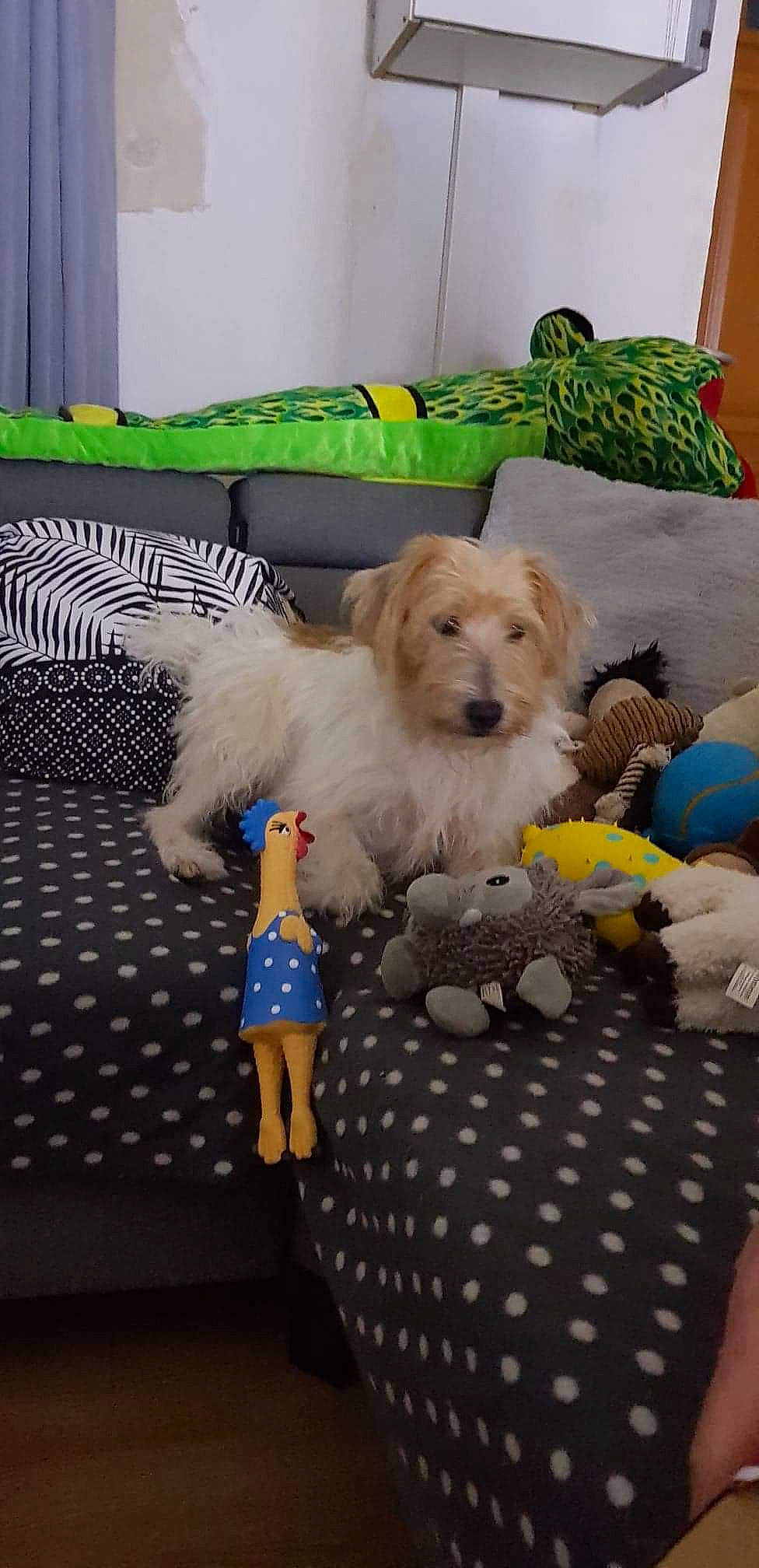 Looky a rejoint le concours — aidez-le/la à gagner de superbes lots ! blue, carnivore, comfort, companion_dog, couch, dog, dog_breed, dog_supply, fawn, flooring, green, interior_design, living_room, pet_supply, pillow, sofa_bed, sporting_group, toy, toy_dog, yellow