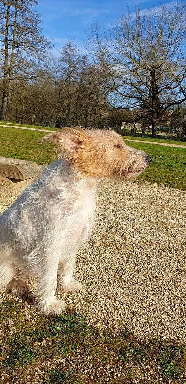 Looky a rejoint le concours — aidez-le/la à gagner de superbes lots ! canidae, carnivore, companion_dog, dog, dog_breed, fawn, grass, landscape, pasture, plant, sky, small_terrier, snout, soil, sporting_group, tail, terrier, tree, working_animal, working_terrier