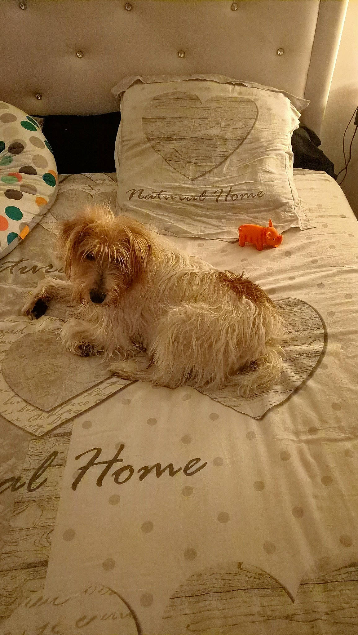 Looky a rejoint le concours — aidez-le/la à gagner de superbes lots ! bed_sheet, bedding, bedroom, canidae, carnivore, comfort, companion_dog, dog, dog_breed, dog_supply, flooring, font, fur, linens, pillow, small_terrier, sporting_group, terrier, toy_dog, wood