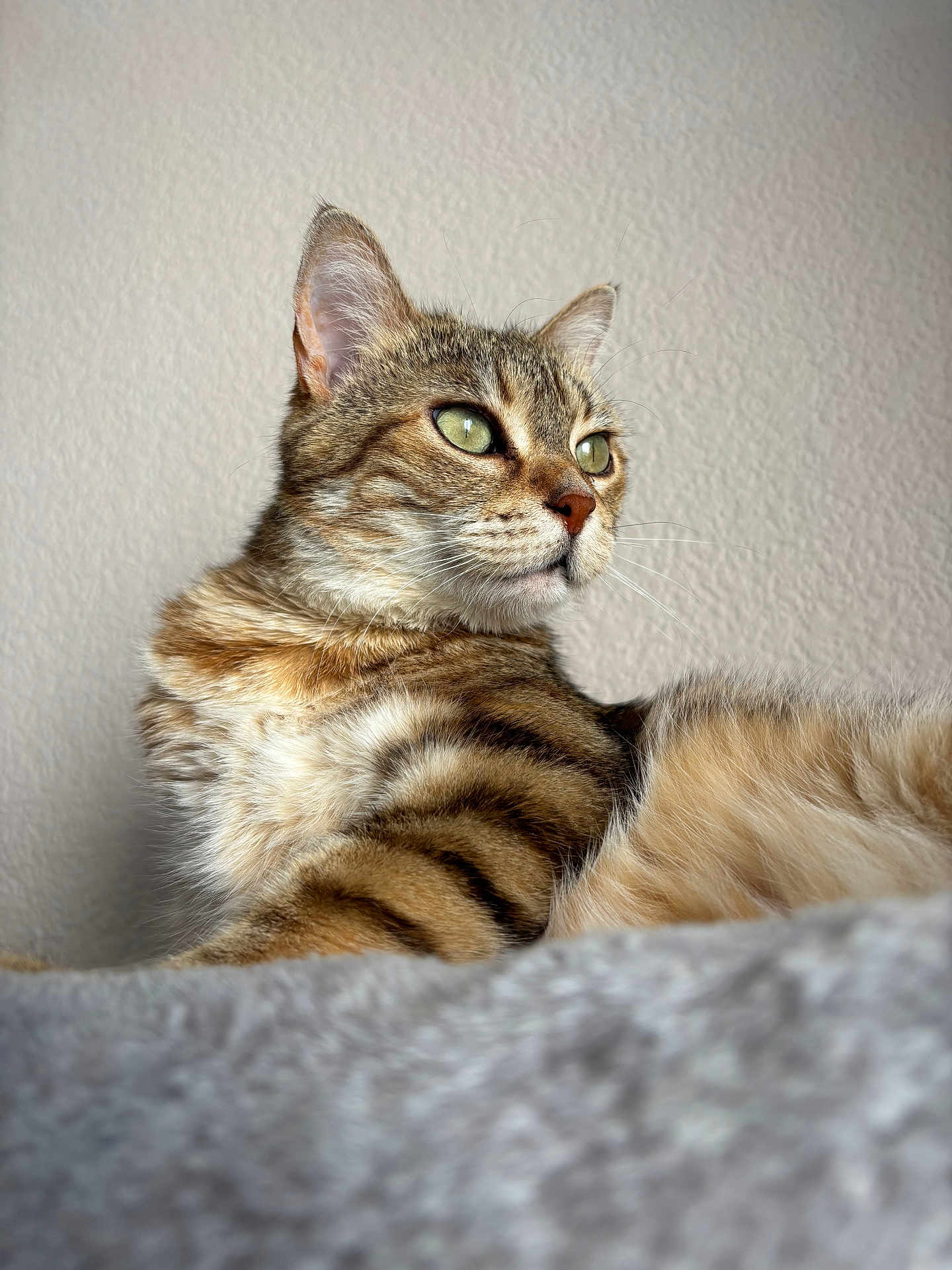 Raven a rejoint le concours — aidez-le/la à gagner de superbes lots ! animal, cat, closeup, cozy, cute, domestic, feline, fur, green_eyes, indoor, laying, mammal, pet, portrait, relaxed, soft, striped, tabby, texture, whiskers