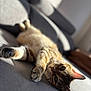 animal, blurred_background, cat, closeup, comfortable, couch, cozy, domestic, feline, fur, home, indoor, paw, pet, relaxed, resting, sleepy, sunlight, tabby, whiskers