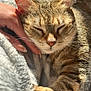 Raven a rejoint le concours — aidez-le/la à gagner de superbes lots ! animal, blanket, cat, closeup, comfort, cozy, domestic_animal, fur, hand, indoor, mammal, paw, pet, relaxation, resting, sleeping, soft, sunlight, tabby, whiskers