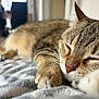 animal, blanket, blurred_background, cat, close_up, comfort, cozy, feline, fur, indoor, nap, paw, peaceful, pet, relaxed, resting, sleeping, soft, tabby, whiskers