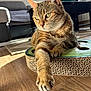 Raven a rejoint le concours — aidez-le/la à gagner de superbes lots ! cat, closeup, cozy, feline, fur, green_eyes, home, indoor, living_room, paw, pet, quiet, relaxed, scratcher, shadow, sofa, sunlight, tabby, whiskers, wooden_floor