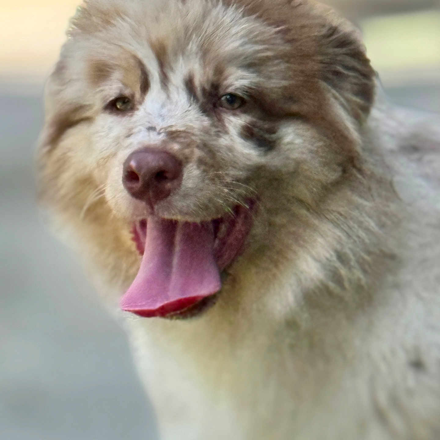 Ava a rejoint le concours — aidez-le/la à gagner de superbes lots ! animal, blurred_background, brown, canine, closeup, dog, eyes, fluffy, friendly, fur, happy, muzzle, nose, outdoor, pet, portrait, smiling, sunlight, tongue_out, white
