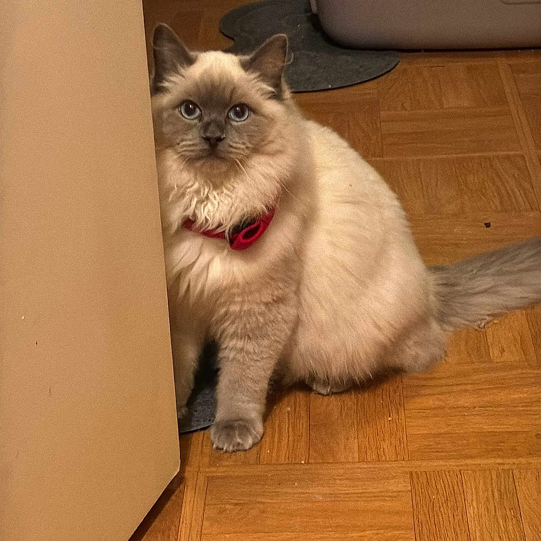 Snow a rejoint le concours — aidez-le/la à gagner de superbes lots ! animal, box, cabinet, cat, computerhardware, drawer, electronics, furniture, hardware, hardwood, homedecor, indoors, interiordesign, person, pet, plywood, rug, siamese, stainedwood, wood