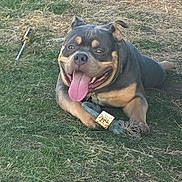 Chief Benji is registered to the contest to win money with this photo: dog, grass, outdoor, toy, rope_toy, tongue_out, happy, pet, animal, playful, tool, screwdriver, brown, black, canine, lying_down, nature, sunlight, daytime, closeup