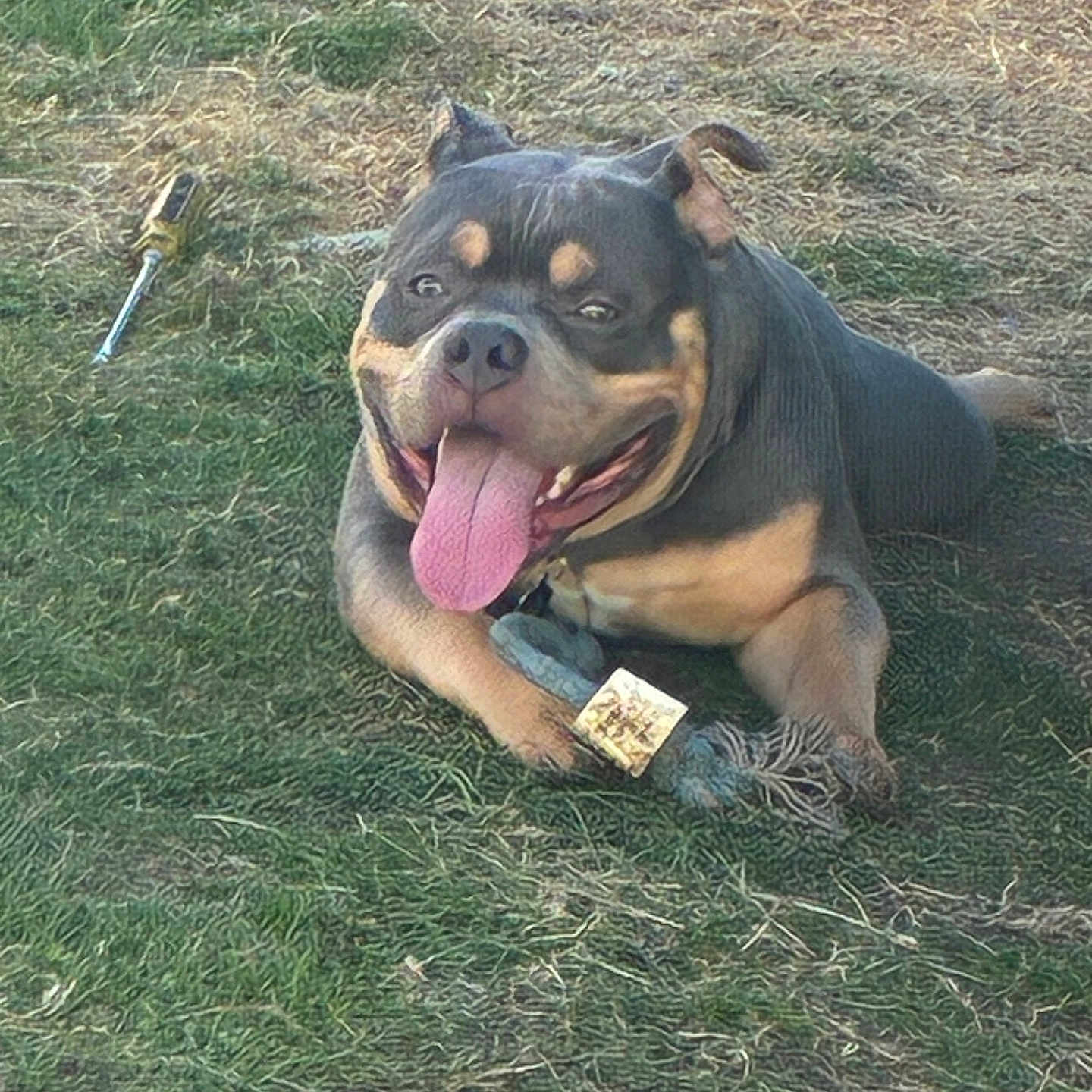 Chief Benji is registered to the contest to win money with this photo: dog, grass, outdoor, toy, rope_toy, tongue_out, happy, pet, animal, playful, tool, screwdriver, brown, black, canine, lying_down, nature, sunlight, daytime, closeup