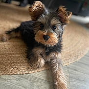Filou participe au concours pour gagner de l'argent avec cette photo : dog, puppy, cute, fluffy, pet, indoor, floor, rug, laying, brown, black, ears, paw, fur, animal, domestic_animal, canine, home, relaxed, portrait