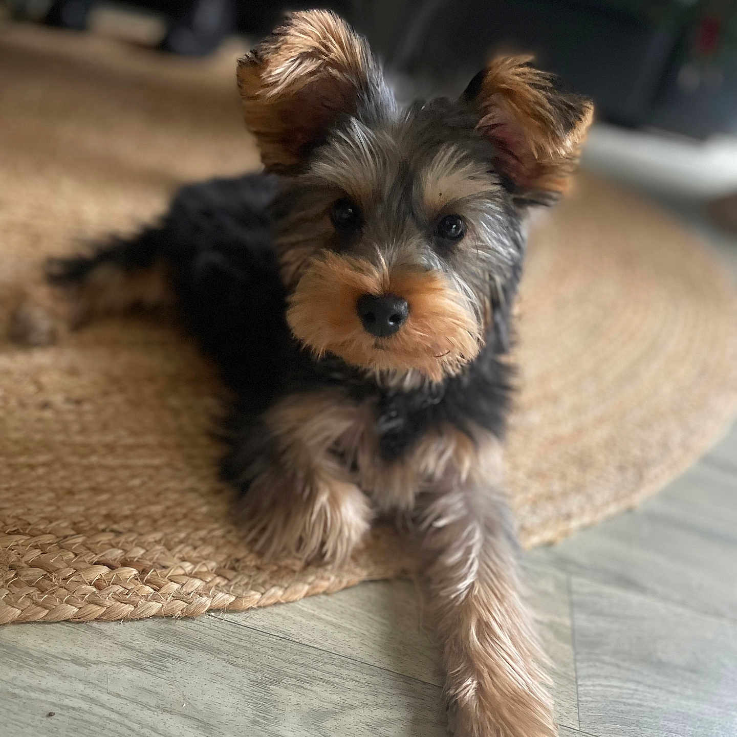 Filou participe au concours pour gagner de l'argent avec cette photo : animal, black, brown, canine, cute, dog, domestic_animal, ears, floor, fluffy, fur, home, indoor, laying, paw, pet, portrait, puppy, relaxed, rug