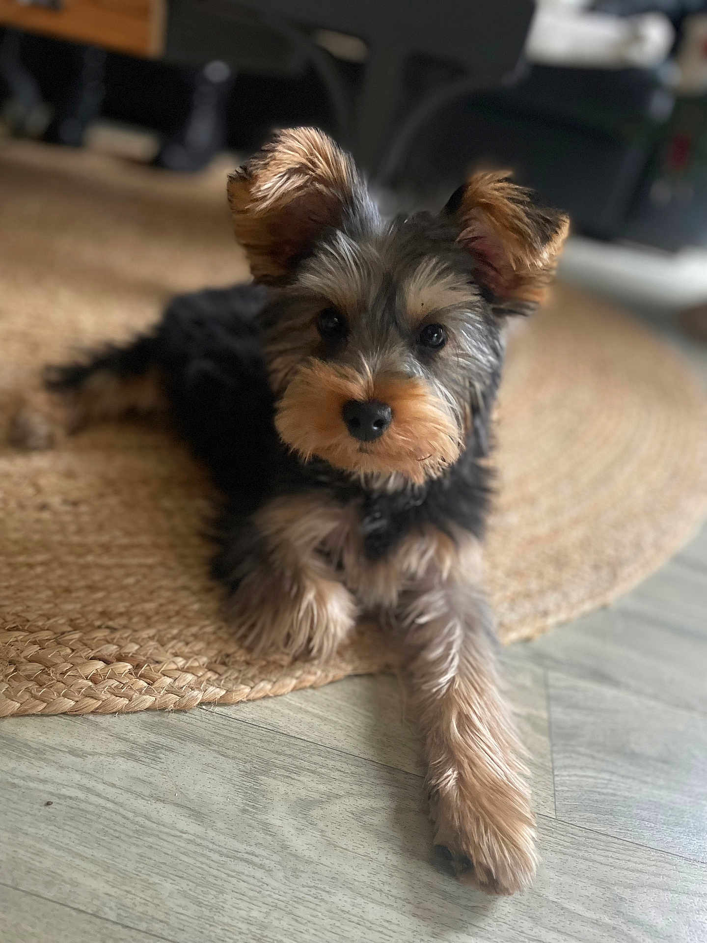 Filou participe au concours pour gagner de l'argent avec cette photo : dog, puppy, cute, fluffy, pet, indoor, floor, rug, laying, brown, black, ears, paw, fur, animal, domestic_animal, canine, home, relaxed, portrait