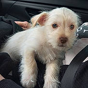 Bluey is registered to the contest to win money with this photo: puppy, dog, white_fur, car_interior, window, seatbelt, hand, clothing, black_jacket, soft_fur, cute, pet, animal, young_dog, car_door, side_mirror, outdoor_view, building, Dairy_Queen, resting