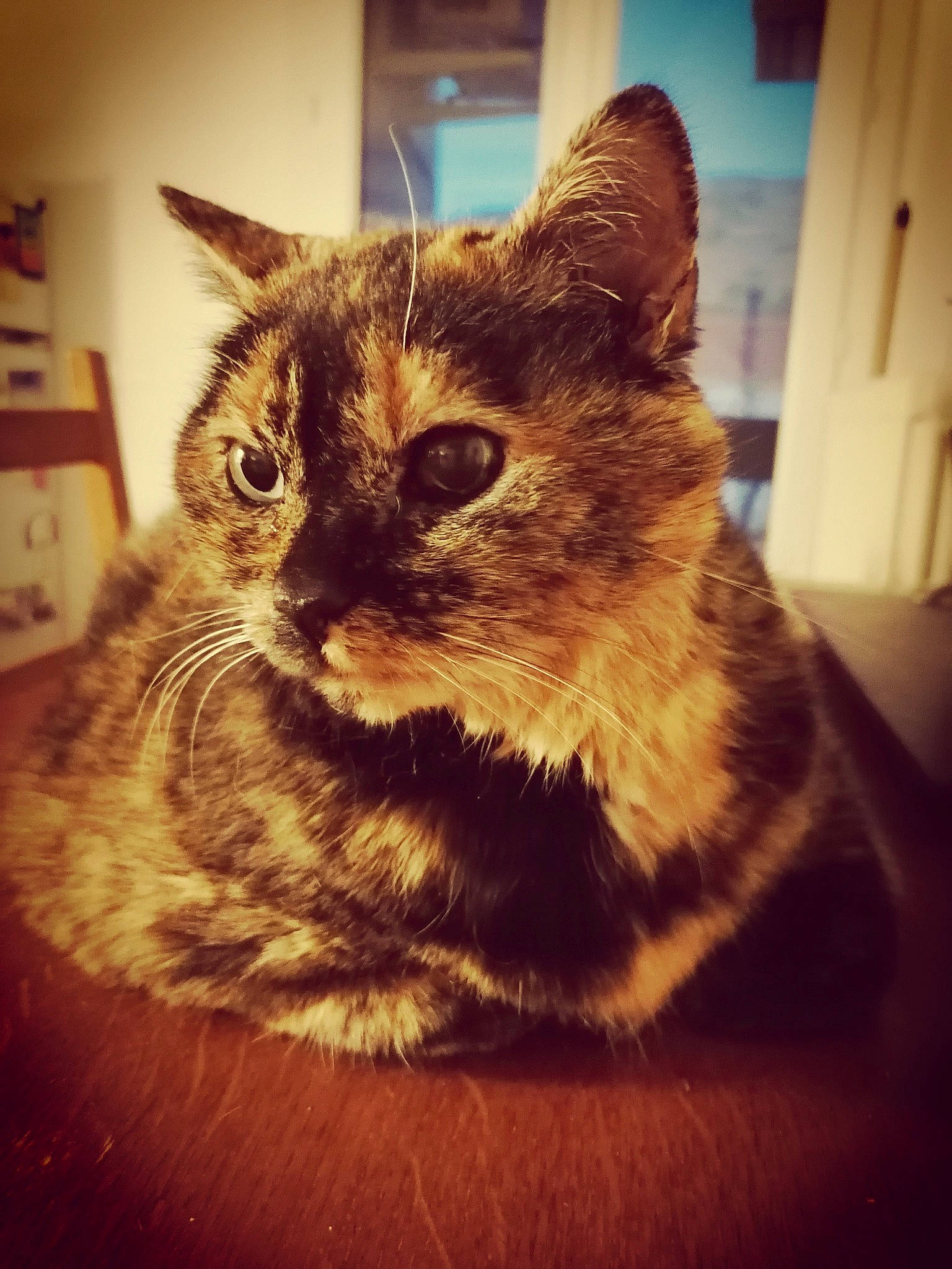 Sassy a rejoint le concours — aidez-le/la à gagner de superbes lots ! carnivore, cat, domestic_short_haired_cat, door, felidae, fur, metal, paw, sitting, sky, small_to_medium_sized_cats, snout, square, tail, whiskers, wildlife, window, wood