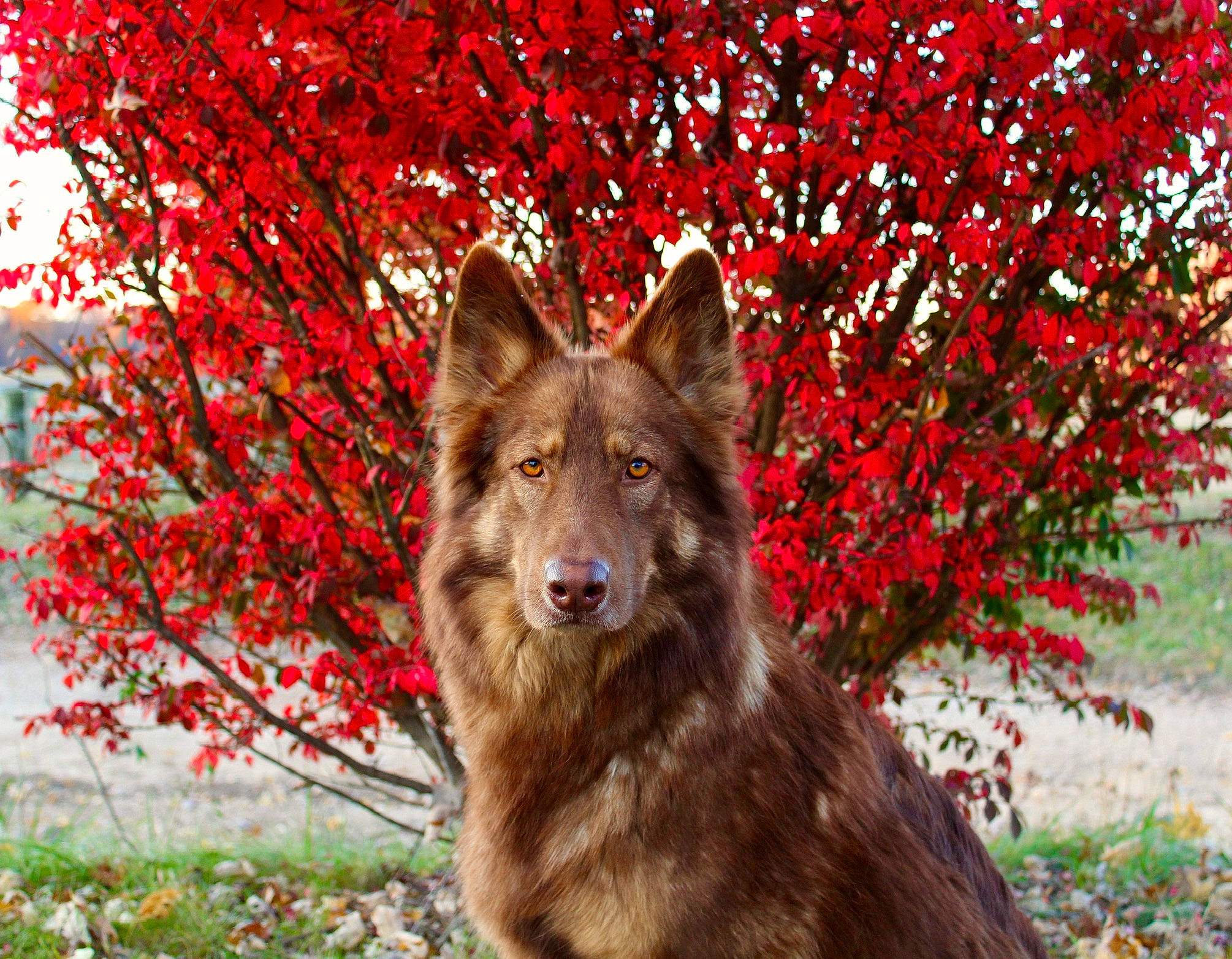 Ares joined the competition — help win amazing prizes! art, canidae, canis, carnivore, dog, dog_breed, east_european_shepherd, fawn, fur, german_shepherd_dog, grass, king_shepherd, nature, people_in_nature, plant, snout, sporting_group, terrestrial_animal, tree, wolf