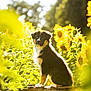 Arès a rejoint le concours — aidez-le/la à gagner de superbes lots ! puppy, dog, sunflower, flower, crate, outdoor, nature, greenery, sunlight, summer, pet, animal, cute, young_dog, garden, bright, yellow, fur, plant, portrait