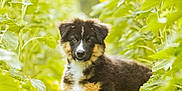 Arès a rejoint le concours — aidez-le/la à gagner de superbes lots ! puppy, dog, wooden_crate, sunflower, green_leaves, outdoor, nature, flower, plant, young_dog, fur, brown, black, white, pet, garden, summer, sunlight, relaxing, cute