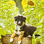 puppy, dog, wooden_crate, sunflower, green_leaves, outdoor, nature, flower, plant, young_dog, fur, brown, black, white, pet, garden, summer, sunlight, relaxing, cute