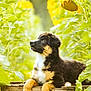Arès participe au concours pour gagner de l'argent avec cette photo : puppy, dog, sunflower, flower, wooden_crate, outdoor, greenery, nature, animal, pet, fur, cute, young, plant, summer, leaf, yellow, brown, black, white