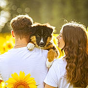 Arès a rejoint le concours — aidez-le/la à gagner de superbes lots ! puppy, dog, couple, sunflower, field, outdoor, pet, young_adult, white_shirt, nature, summer, sunlight, greenery, affection, back_view, holding, tattoo, casual_clothing, curly_hair, animal