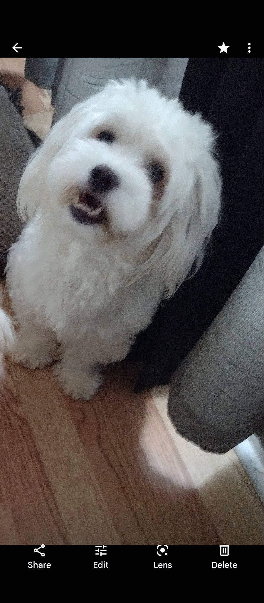 Hartleh joined the competition — help win amazing prizes! canidae, carnivore, companion_dog, dog, dog_breed, dog_collar, eye, flooring, fur, hardwood, laminate_flooring, snout, sporting_group, toy_dog, varnish, whiskers, wood, wood_flooring, wood_stain, working_animal