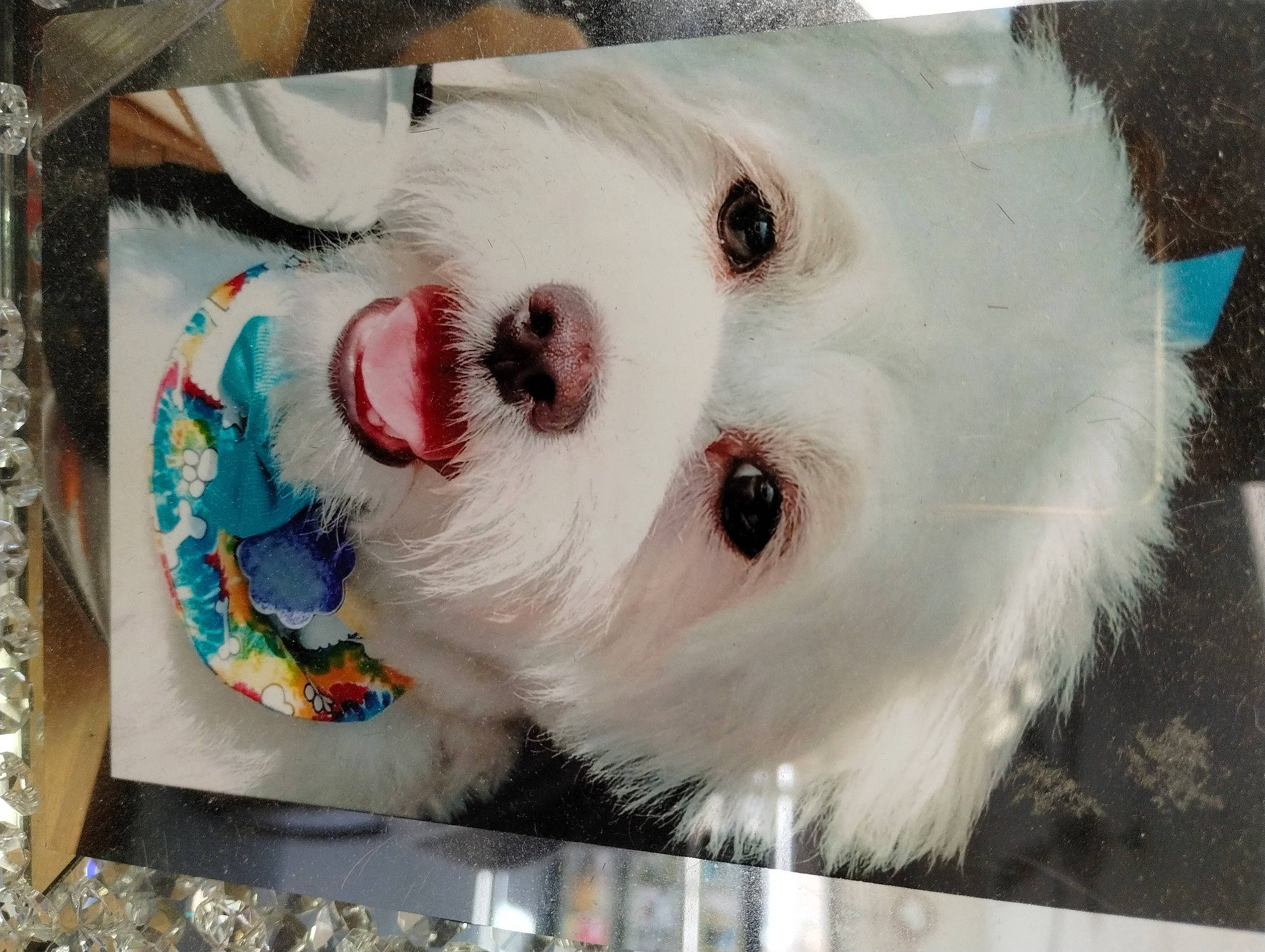 Hartleh joined the competition — help win amazing prizes! art, ball, canidae, carnivore, collar, companion_dog, dog, dog_breed, event, eye, fawn, fur, non_sporting_group, snout, sporting_group, sports_equipment, toy, whiskers, working_animal