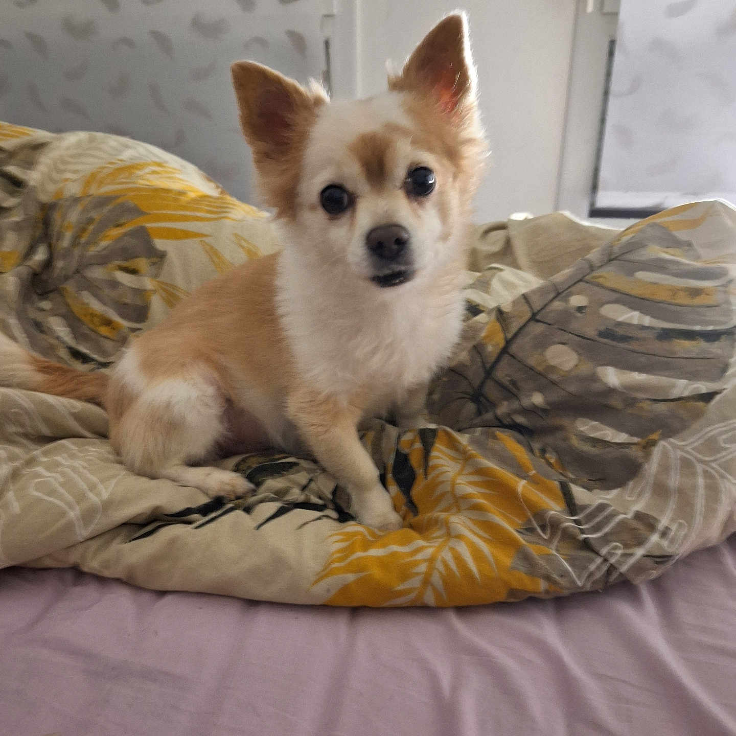 Olaf participe au concours pour gagner de l'argent avec cette photo : animal, bed, bedroom, blanket, canine, cat, chihuahua, cockerspaniel, couch, cushion, dog, eskimodog, furniture, homedecor, indoors, papillon, pet, puppy, quilt, room