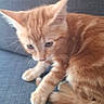 animal, blue_couch, cat, closeup, couch, curious, cute, domestic, ears, feline, fur, indoor, kitten, orange_tabby, paws, pet, sitting, tail, whiskers, young_cat