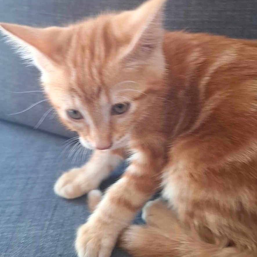 Paprika
