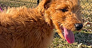 Honey is registered to the contest to win money with this photo: dog, puppy, outdoor, grass, sunlight, chain_link_fence, tongue, happy, pet, fur, animal, nature, daytime, playful, young, mammal, canine, closeup, collar, background