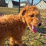 dog, puppy, outdoor, grass, sunlight, chain_link_fence, tongue, happy, pet, fur, animal, nature, daytime, playful, young, mammal, canine, closeup, collar, background