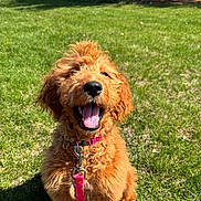 Honey joined the competition — help win amazing prizes! dog, puppy, golden, curly_hair, leash, pink, grass, outdoor, sunny, happy, tongue_out, pet, canine, fur, smiling, greenery, nature, playful, young_dog, animal