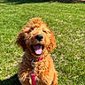 dog, puppy, golden, curly_hair, leash, pink, grass, outdoor, sunny, happy, tongue_out, pet, canine, fur, smiling, greenery, nature, playful, young_dog, animal