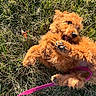 Honey joined the competition — help win amazing prizes! puppy, dog, grass, playful, leash, outdoor, cute, fur, pet, animal, happy, nature, young, canine, rolling, sunlight, closeup, joyful, fluffy, fun