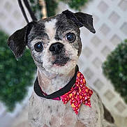 Lydia is registered to the contest to win money with this photo: dog, pet, portrait, close_up, bow_tie, accessory, groomed, eyes, face, ears, collar, indoor, decorative_background, lattice, greenery, shallow_depth_of_field, adorable, senior_dog, black_and_white_fur, studio_photo