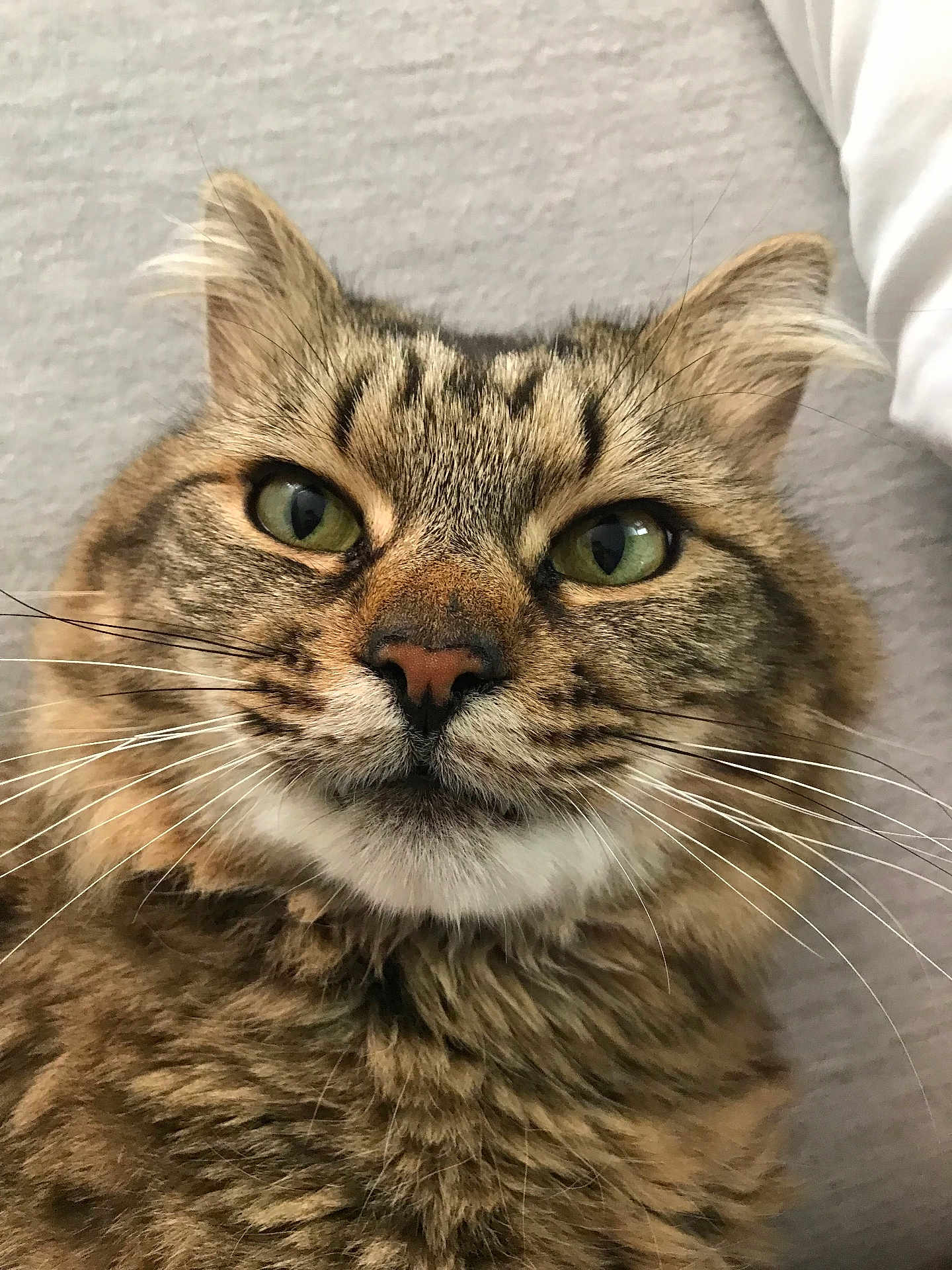 Kiki is registered to the contest to win money with this photo: cat, tabby, close_up, green_eyes, whiskers, fur, pet, animal, cute, fluffy, face, domestic_cat, mammal, portrait, indoor, feline, looking, curious, ears, nose