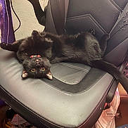 Taz is registered to the contest to win money with this photo: animal, black_cat, candy, cat, chair, claws, collar, feline, floor, home, indoor, leather_chair, messy_background, orange_eyes, paper, pet, playful, relaxed, tongue_out, upside_down