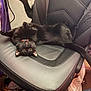 animal, black_cat, candy, cat, chair, claws, collar, feline, floor, home, indoor, leather_chair, messy_background, orange_eyes, paper, pet, playful, relaxed, tongue_out, upside_down