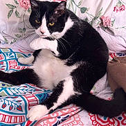 Melissa Anne joined the competition — help win amazing prizes! cat, tuxedo_cat, black_and_white, feline, pet, animal, whiskers, yellow_eyes, ears, paws, tail, lying_down, relaxed, bed, bedding, floral_pattern, colorful, indoors, portrait, domestic_animal